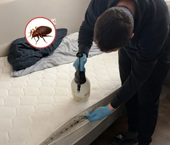 Technicien traitant un matelas contre les punaises de lit à Maisons-Alfort